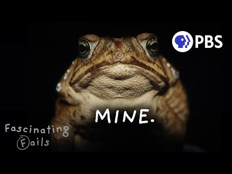 Invasion of the Toxic Toads: Nature's Most Successful Failure