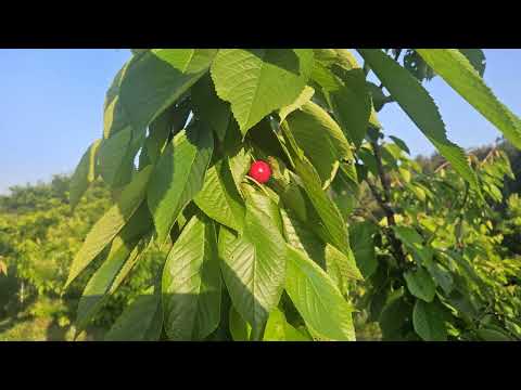 24년 체리농사결과및 각오