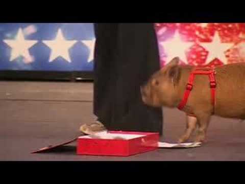 BGT Performing pig - cute.