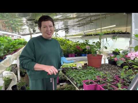 Метельчатые гортензии, черенкование от А до Я. Результат 100%. Практика.