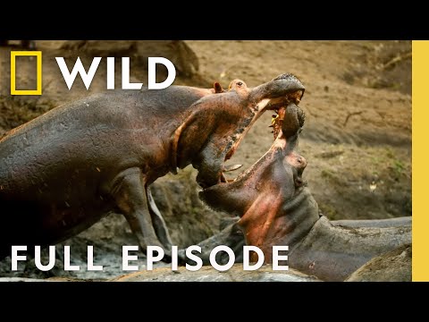 Wildlife Warrior (Full Episode) | Kings of the Wild | Nat Geo Wild