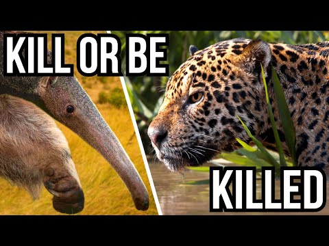 5 Formidable Prey Animals That Fight Back And Defeat Predators