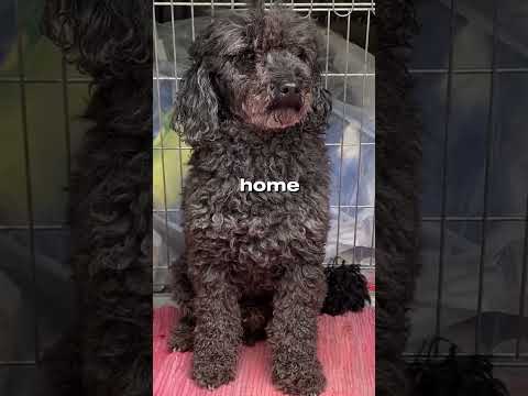 The Quickest Dog Rescue and Return Home #dog #puppy #shorts