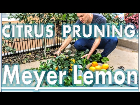 'Improved Meyer' Lemon Tree (YEAR 2) - Pruning Tips by IV Organic 3-in-1 Plant Guard