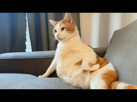 Funniest Cats Videos 2025 😼 Try Not To Laugh 😹 Part 23