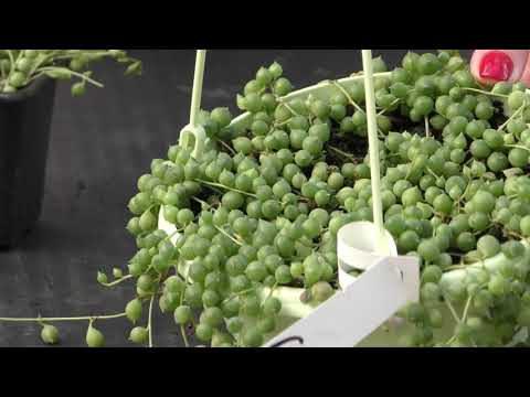 Крестовник Роули.(Сенецио)