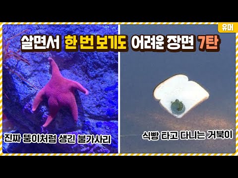 살면서 한 번 보기도 어려운 신기한 장면들 7탄
