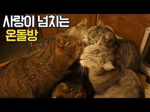 좁은 온돌방에 9냥이들이 다같이 낑겨서 잘 수 있는 이유