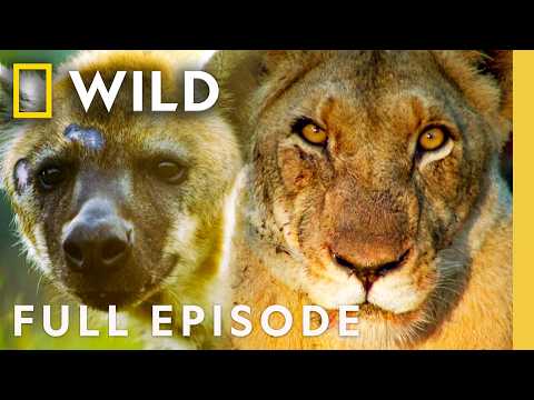 Bloody, Total Domination (Full Episode) | Animal Fight Night | Nat Geo Animals
