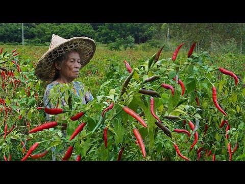 100多亩不要的辣椒，阿婆摘回20斤，做辣酱吃一次过瘾｜100 mu of peppers, grandma picked 20 kilograms to make pepper sauce｜玉林阿婆
