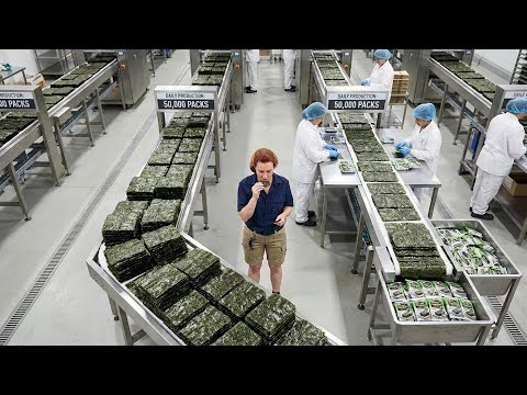 Inside the Largest Seaweed Snack Factory – 50,000 Packs of Roasted Seaweed