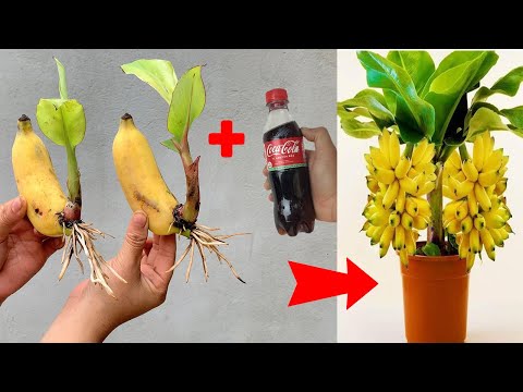 SUPER SPECIAL TECHNIQUE for propagating bananas with coca-cola, super fast growth