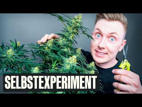 Cannabis selber anbauen - Wie schwer ist es wirklich?