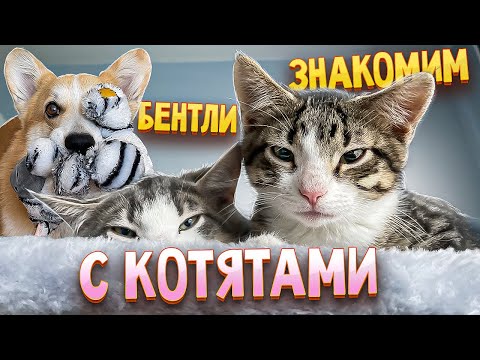 Знакомим корги Бентли с котятами. Не та реакция, которую мы ожидали…