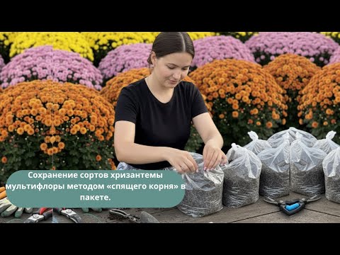 Что Будет, Если Сохранить Хризантему Мультифлору в Пакете — Мой Опыт