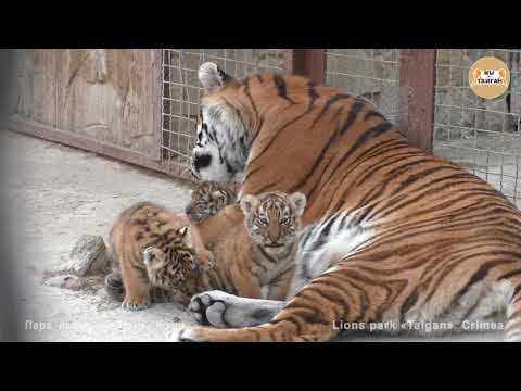 Caring tigress Scarlett with cubs. Taigan