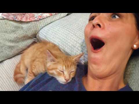 When A Cat Picks You As His Favorite Persons 😻 Cute Cat and Human Moments