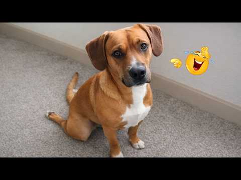 I Can’t Believe These Dogs Are Still This Funny 😂 Best Funny Dog Videos of 2026 🐶