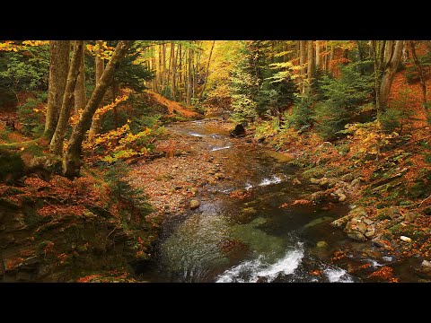 Autumn Stream - Peaceful Forest River in Fall Foliage - Relaxing Water Sounds & Autumn Ambiance
