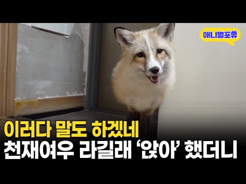 ‘앉아!’ 하면 바로 앉는 레전드 천재 여우 찾아가보니 I KBS 류수영의 동물티비 210529 방송