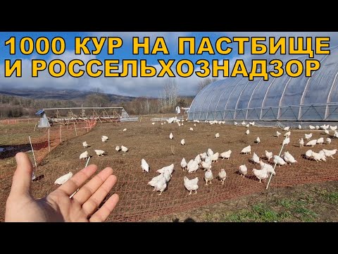 1000 пастбищных кур и Россельхознадзор - требования и штрафы