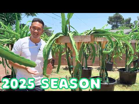 Mid Season Update On My Dragon Fruit Valley! How Are My Fruits Doing?