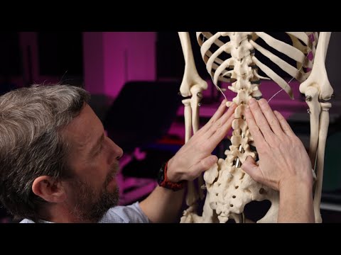 Posterior abdominal wall