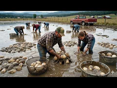在美国,每天有成千上万枚蟒蛇蛋正在消失——科学家们感到震惊