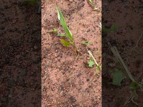 Who are these ants and what are they doing with these leaves. Anyone knows?
