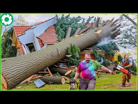 Most Big Chainsaw Cutting Tree Machines | Tree Falling on Houses #6