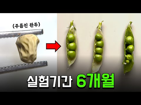 전설의 완두콩 교배실험, 직접 해봤습니다