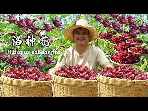 紅色誘人的食材洛神花，用4種不同製作方法激發不同的味道，給家人們做一頓豐盛的晚餐，深夜在來一頓香脆燒烤。一起感受著食材的酸甜味道，家人們吃著開心快樂。#传统文化 #美食 #中国美食 #家常菜 #洛神花