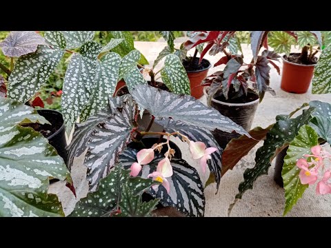 Бегонии-кейн. Условия содержания, любимый способ укоренения. Сорта.