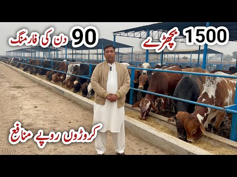 1500 Bachray | Pakistan Biggest Bachra Farm | Bachra Farming Business in Pakistan #farming #business