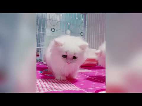 Les plus adorables animaux vont illuminer ta journée ♥