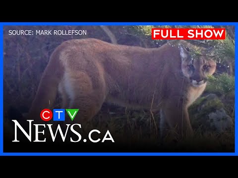 Cougar prowls as warning goes out to pet owners | CTV News Vancouver Island for Jan. 6, 2026
