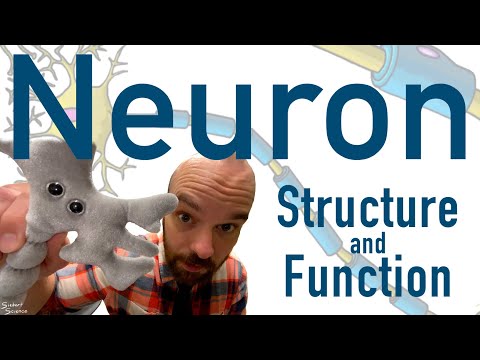 Neuron Structure and Function - How Your Brain Cells Work
