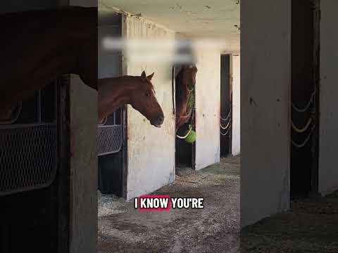 Hilarious Horse Throws Temper Tantrum!