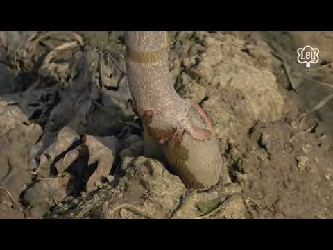 Производственный цикл аллейно-парковых деревьев