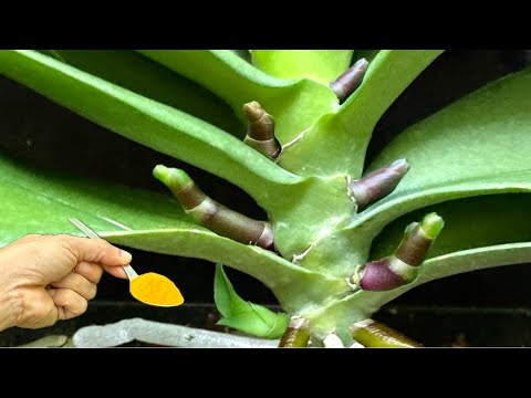 Just 1 Spoon! Orchid instantly forms new roots and blooms profusely for a long time