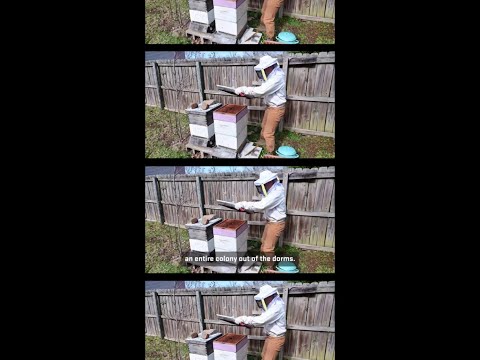 Hobbies in the Air Force: Beekeeping