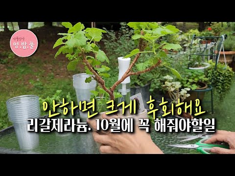 Geranium, #regalpruning #regalgeranium #regalpruning