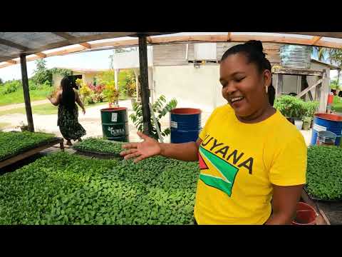 Inside A Guyanese Farming Community LALUNI - an Amerindian Village Tour