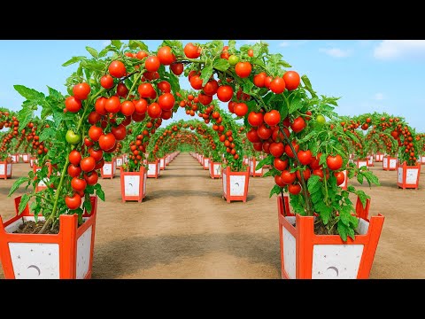 Top tomato growing tips trusted by gardeners in the US and Europe!