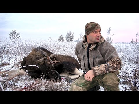 ALONE ELK HUNT. SEARCHING FOR THE ANTLER IN THE FIRST SNOW. CUT UP THE ANIMAL WHILE STILL HOT.