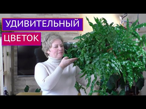 ВЫ ПОСТОЯННО МЕНЯ ПРО НЕГО СПРАШИВАЕТЕ! ПРЕКРАСНЫЙ ЦВЕТОК ПОЛИПОДИУМ!