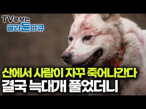 한라산 중턱, 닥치는 대로 먹어치우는 400kg 잡식성 멧돼지 잡으려 늑대개를 풀었다｜한라산 늑대개｜다큐프라임｜#골라듄다큐