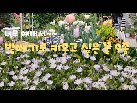 [나눔마감]너무 예뻐서 밭떼기로 키우고 싶은 꽃 9종 추천,겨울에 심은 꽃,나눔 #8