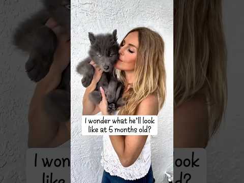 BLUE WOLF INCREDIBLE TRANSFORMATION  #wolfdog #evolution #glowup