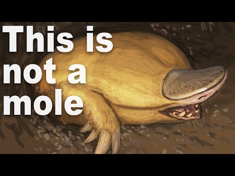 Every Time Things Have Evolved Into Moles